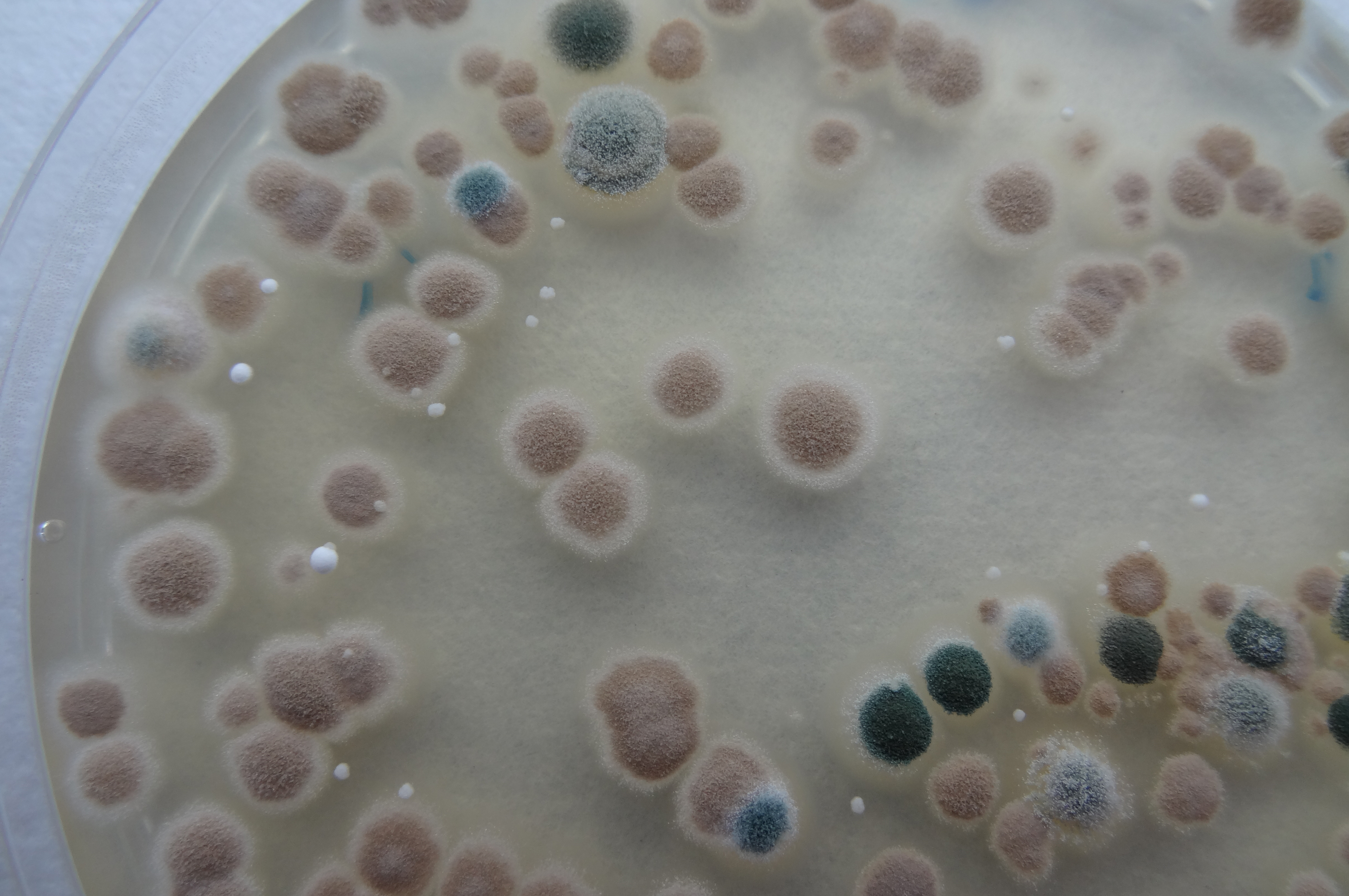 DSC03787.jpg DSC03787.jpg